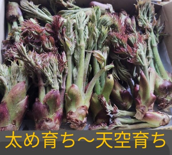〈アイスノン仕様〉〜太めタラの芽-〈倍の育ち時間の為太めです〉 山採り 天然タラの芽