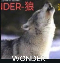 CD CD 輸入盤