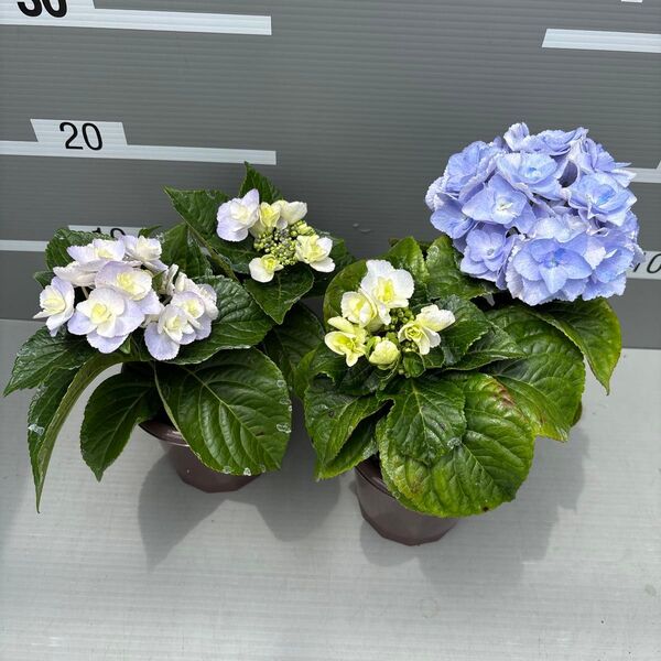 ★希少品種★アジサイ メルヴェイユ2本立て4号2鉢セット☆