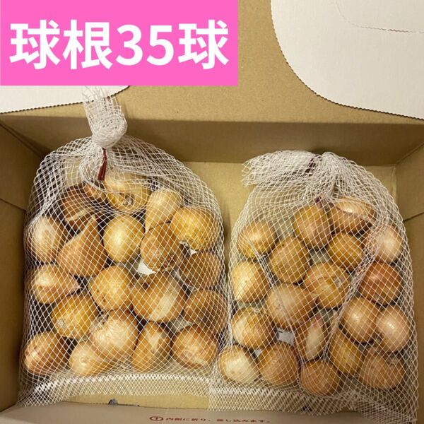 チューリップ小球根35球