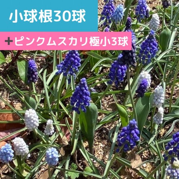 ムスカリミックス小球根30球