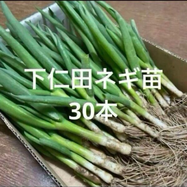 下仁田ねぎ苗は30本