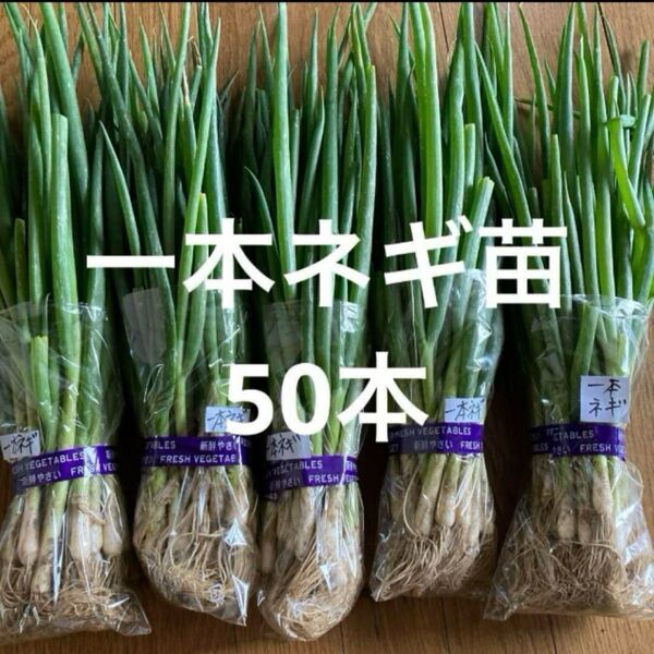一本ネギ苗50本