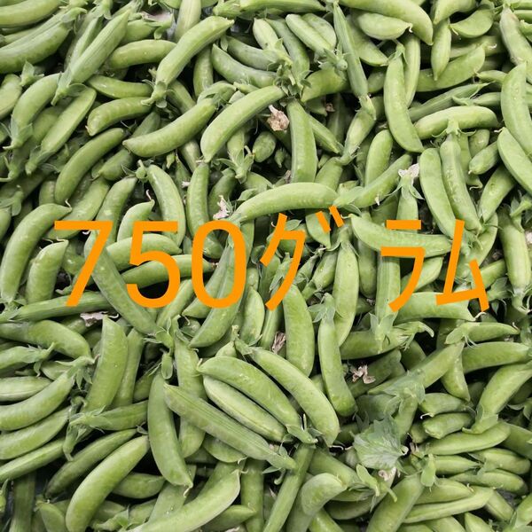 スナップエンドウ 大量 750g
