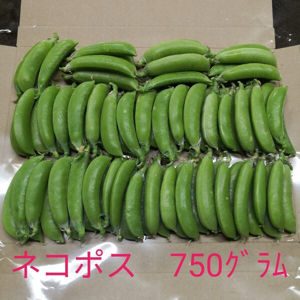 スナップエンドウ まとめ売り 新鮮 自家栽培