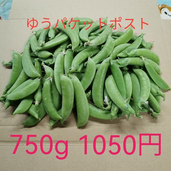新鮮 スナップエンドウ 750g程度 自家栽培