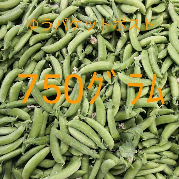 スナップエンドウ 大量 750g