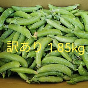 訳あり スナップエンドウ 1.85kg