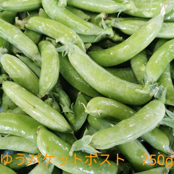 採れたて!新鮮スナップエンドウ 大量 まとめ売り