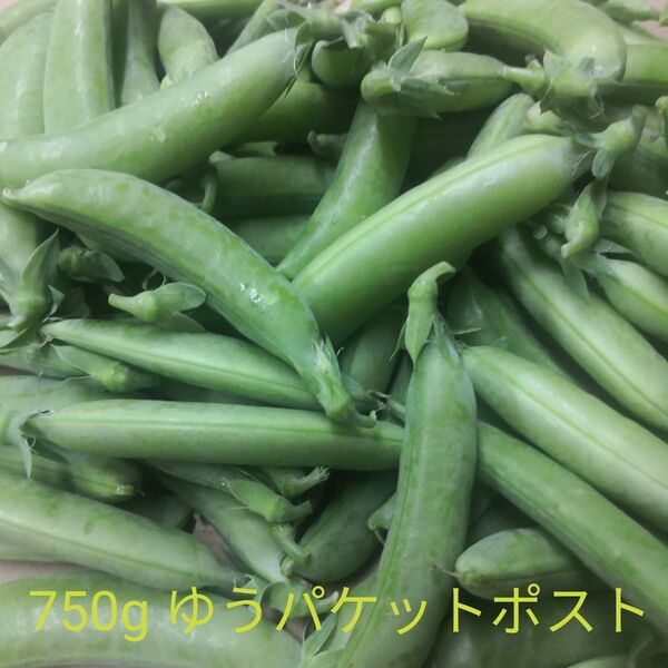 新鮮 スナップエンドウ 約750g 自家栽培 無農薬