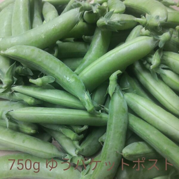 採れたてスナップエンドウ まとめ売り 750グラム