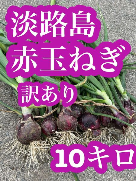淡路島産 赤玉ねぎ 訳あり 10kg