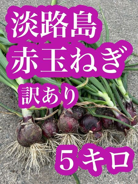 淡路島産 赤玉ねぎ 訳あり 5kg