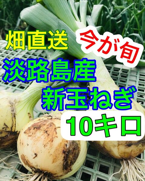 甘くてやわらかい【淡路島産】新玉ねぎ 10kg
