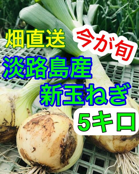 甘くてやわらかい【淡路島産】新玉ねぎ 5kg