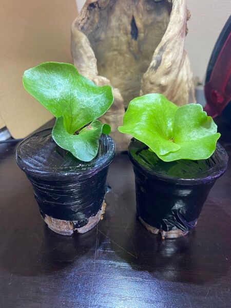 ビカクシダ coronariumThin 2株セット