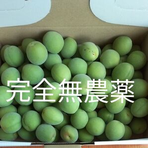 無農薬 青梅① 約1.1kg