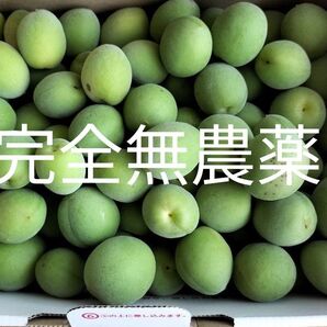 無農薬 青梅② 約1.1kg