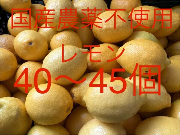 60.国産 農薬不使用瀬戸内レモン 40〜45個