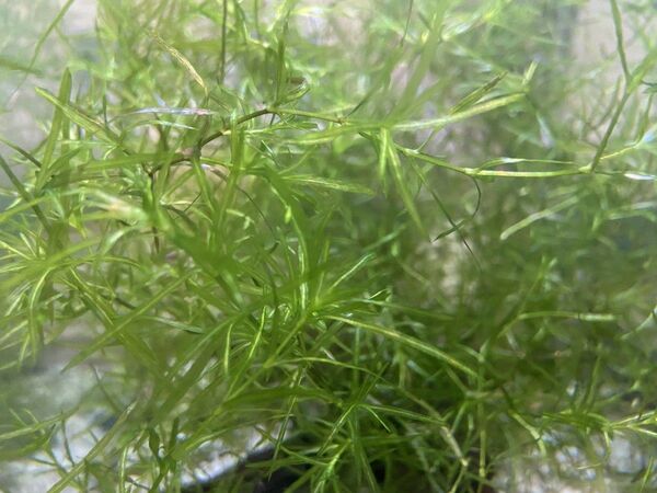 ナヤス 約20g