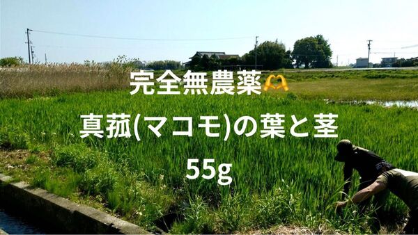 乾燥マコモ葉 無農薬55g 自然栽培、マコモ茶、マコモ枕などに
