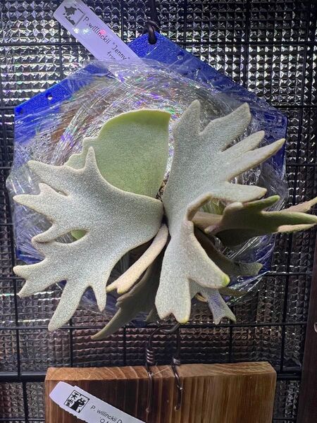 P.willinckii "Jenny" #1 sporeling 限定1株!