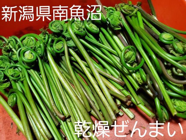 乾燥ぜんまい 山菜 薇 新潟県 南魚沼