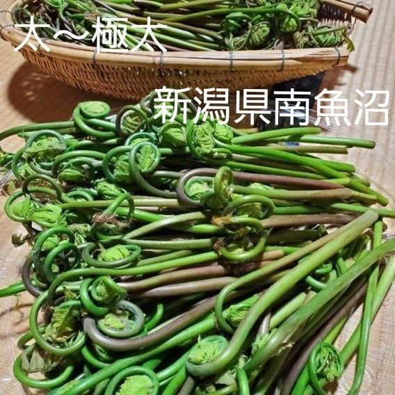 乾燥ぜんまい ゼンマイ 山菜 太 極太 新潟県 南魚沼