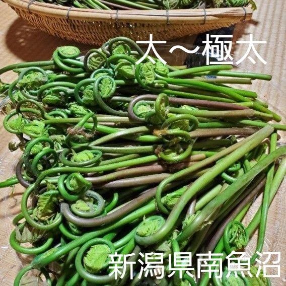 乾燥ぜんまい ゼンマイ 山菜 太 極太 新潟県 南魚沼