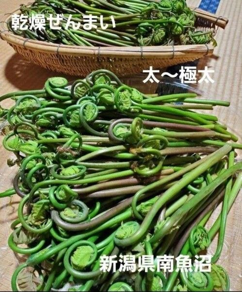 乾燥ぜんまい ゼンマイ 山菜 太 極太 新潟県 南魚沼