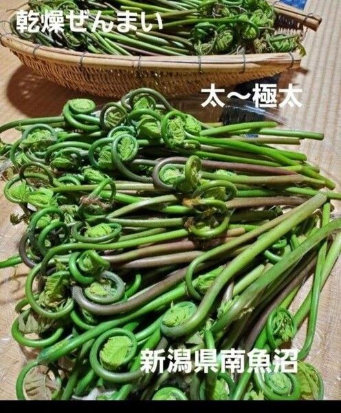 乾燥ぜんまい ゼンマイ 山菜 太 極太 新潟県 南魚沼