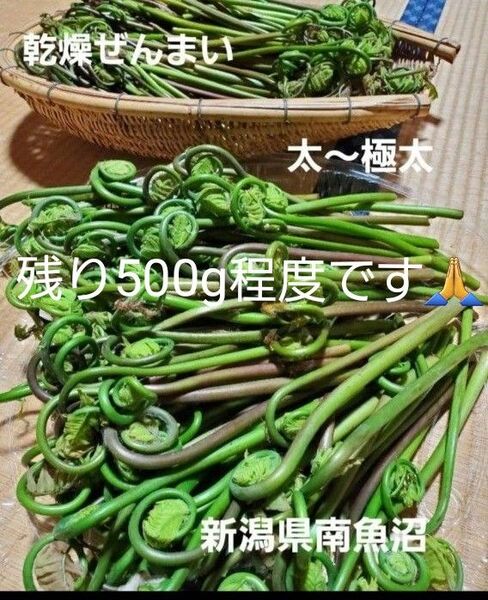 乾燥ぜんまい ゼンマイ 山菜 太 極太 新潟県 南魚沼