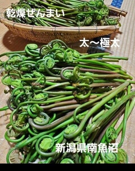 乾燥ぜんまい ゼンマイ 山菜 太 極太 新潟県 南魚沼