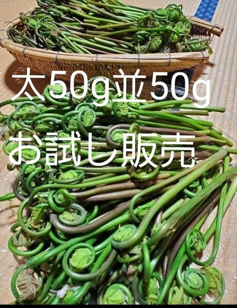 乾燥ぜんまい ゼンマイ 山菜 太 極太 新潟県 南魚沼