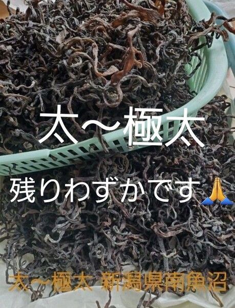 乾燥ぜんまい ゼンマイ 山菜 太 極太 新潟県 南魚沼