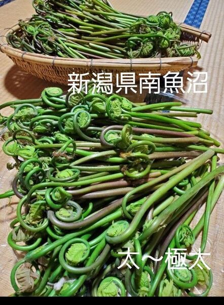 乾燥ぜんまい ゼンマイ 山菜 太 極太 新潟県 南魚沼