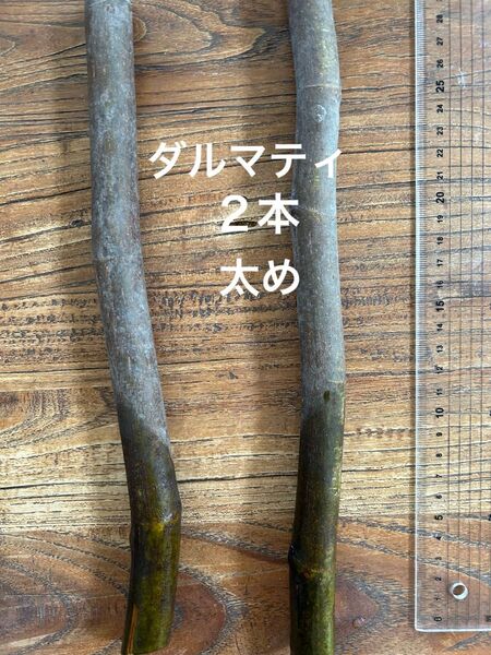 イチジク ダルマティ 穂木 極太 フランス No.43