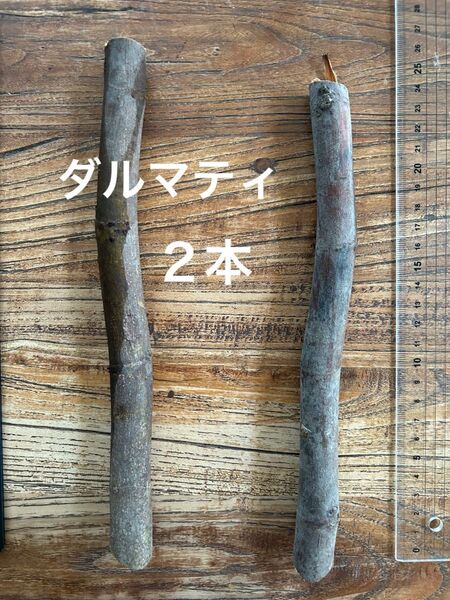 イチジク ダルマティ 極太 穂木 フランス No.50