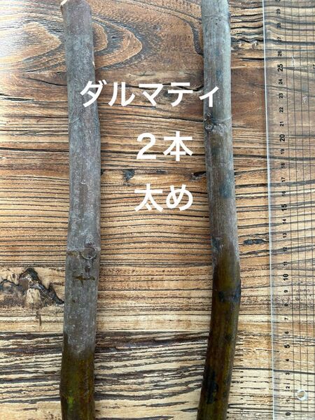 イチジク ダルマティ 極太 穂木 フランス No.64