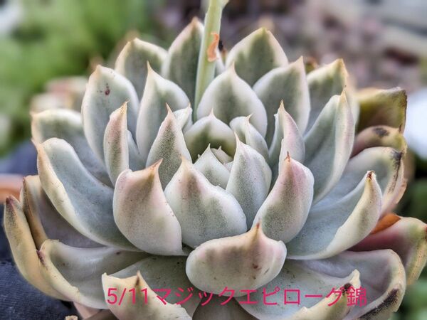 多肉植物 エケベリア マジックエピローグ錦 特選苗 大苗 MagicEpilogue.v ※5/11写真を差し替えました
