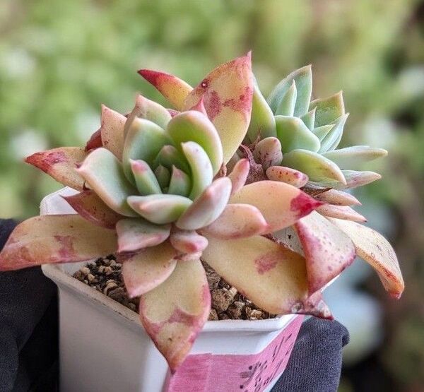 多肉植物 エケベリア チェリードロップ 韓国苗 観葉植物 ※5/12写真を差し替えました