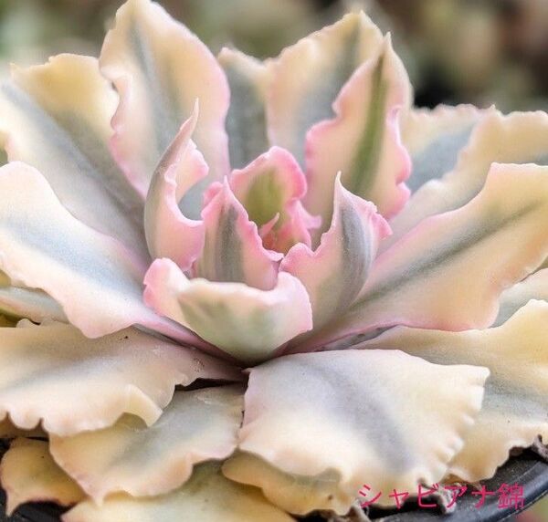 多肉植物 エケベリア シャビアナ錦 高級品種 フリル系エケベリア ※5/11写真を差し替えました