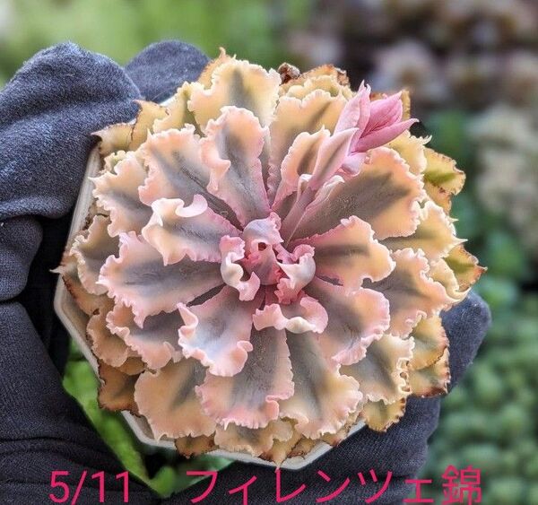 多肉植物 エケベリア フィレンツェ錦 カット苗 韓国苗 特選苗 ※5/11写真更新致しました