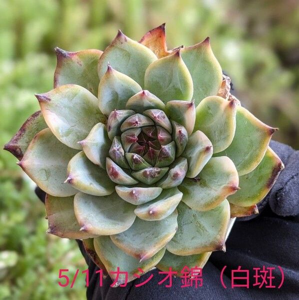 多肉植物 観葉植物 エケベリア カシオ錦(白斑)カシオス錦 casio.v ※5/11写真を差し替えました
