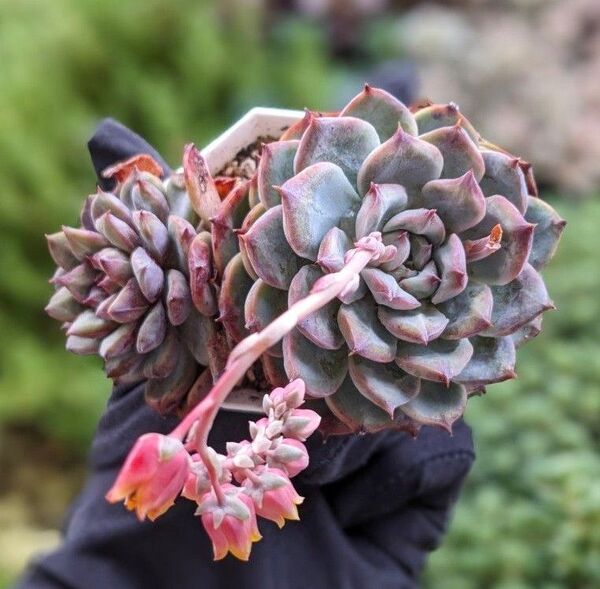 多肉植物 エケベリア チェリーシャドウ 韓国苗2頭 大苗 ※5/12写真を差し替えました
