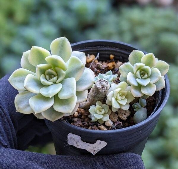多肉植物 ティンカーベル錦 抜き苗出品 5/13