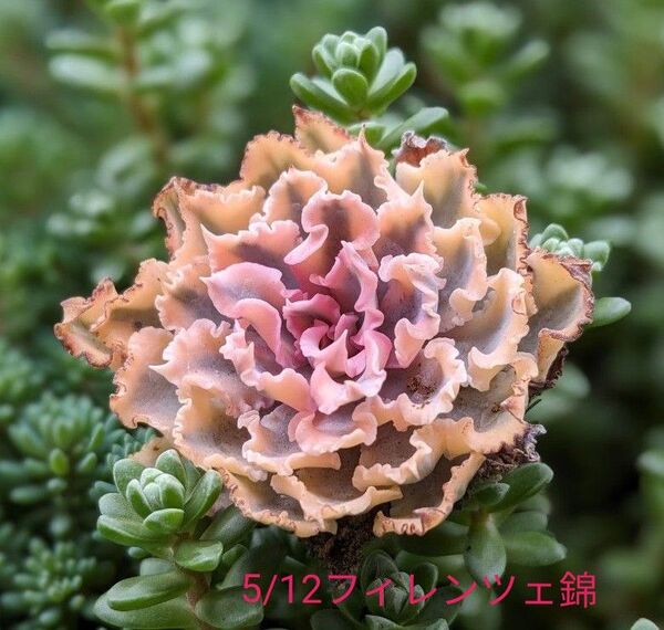 多肉植物 観葉植物 エケベリア フィレンツェ錦 韓国苗 ※5/12写真更新致しました。 サービス苗