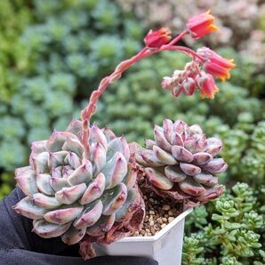 多肉植物 エケベリア チェリーシャドウ 韓国苗 大苗 2頭 ※5/12写真を差し替えました