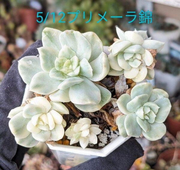 多肉植物 エケベリア プリメーラ錦 ① 群生株 ※5/12写真を差し替えました