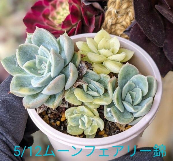 多肉植物 エケベリア ムーンフェアリー錦 韓国苗 斑入り 観葉植物 抜き苗 ※5/12写真を差し替えました。